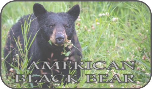 American Black Bear Shrine