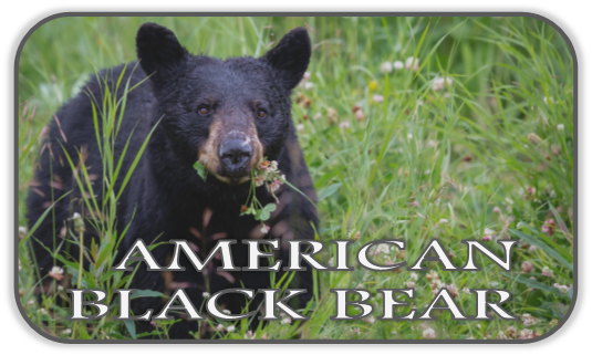 American Black Bear Shrine Hover