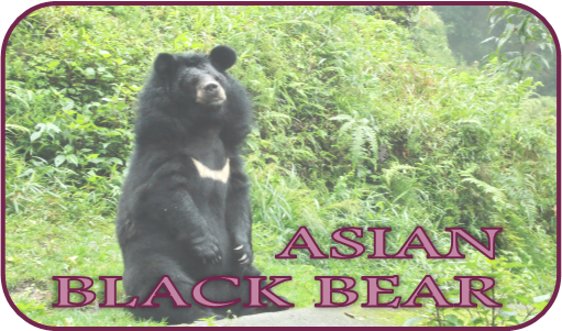 Asian Black Bear Shrine