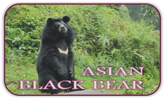 Asian Black Bear Shrine Hover
