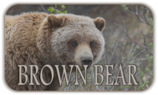 Brown Bear Shrine Hover