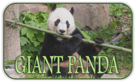 Giant Panda Shrine Hover