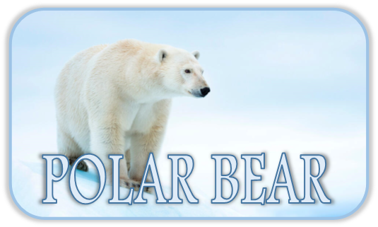 Polar Bear Shrine Hover
