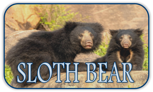Sloth Bear Shrine Hover